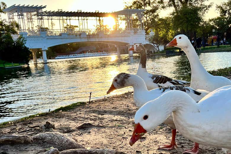 El Rosedal de Palermo y su puente blanco