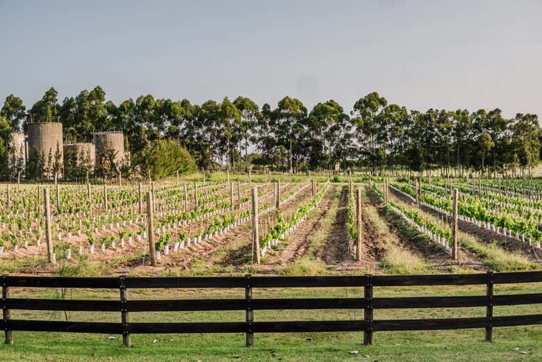 Viñedos de la finca Sacramento